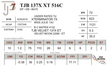 Lot 7 - TJB 137X XT 516C